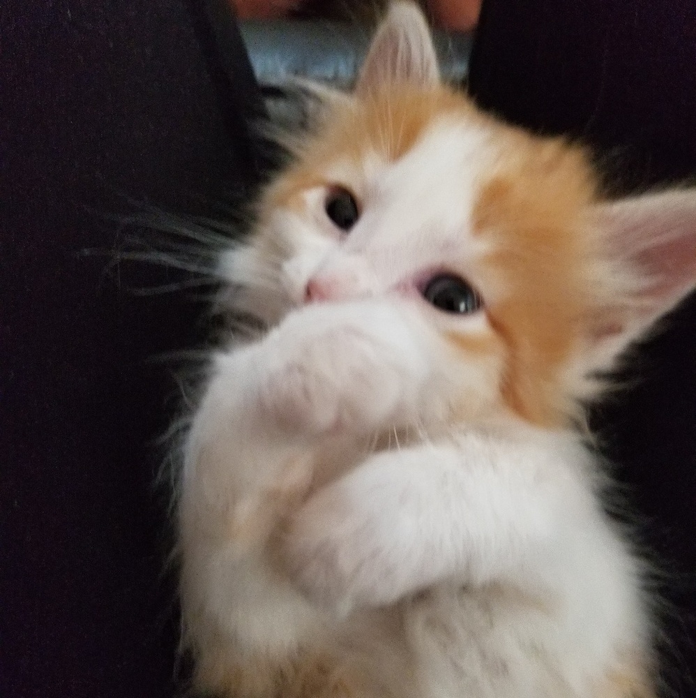 Meet your Posher, Zaynah